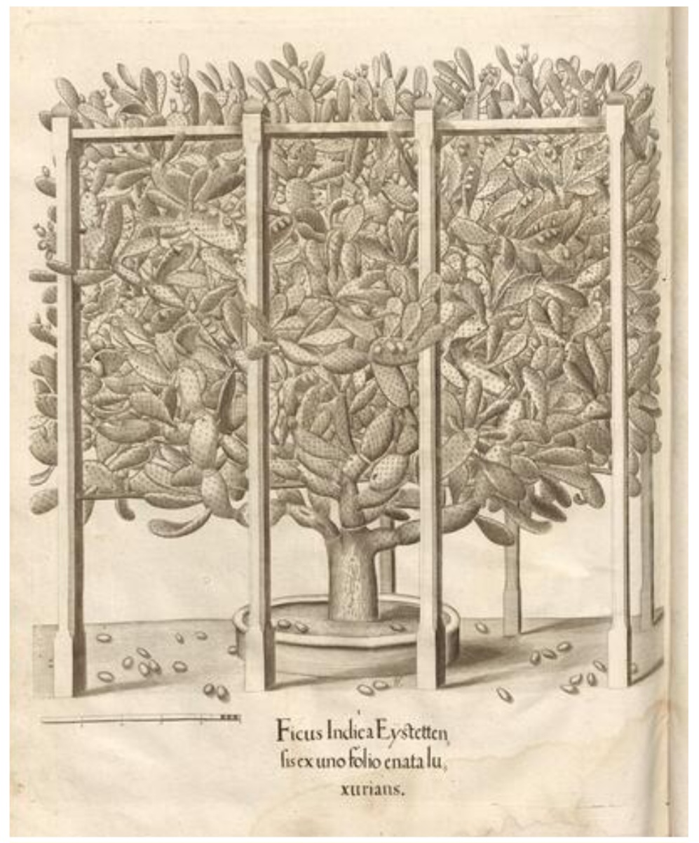 Kupferstich aus Hortus Eystettensis - Ficus Indica